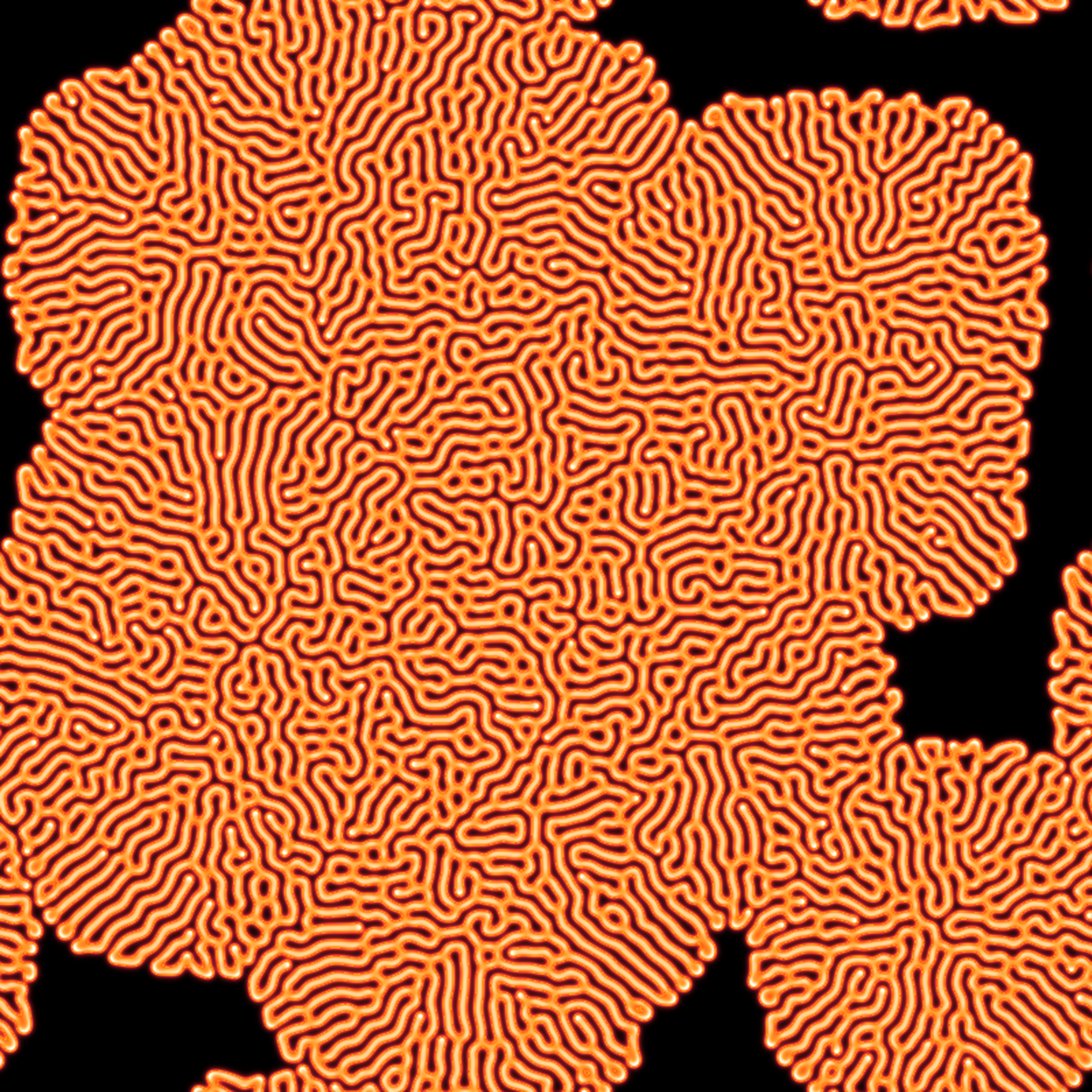 Gray-Scott Coral